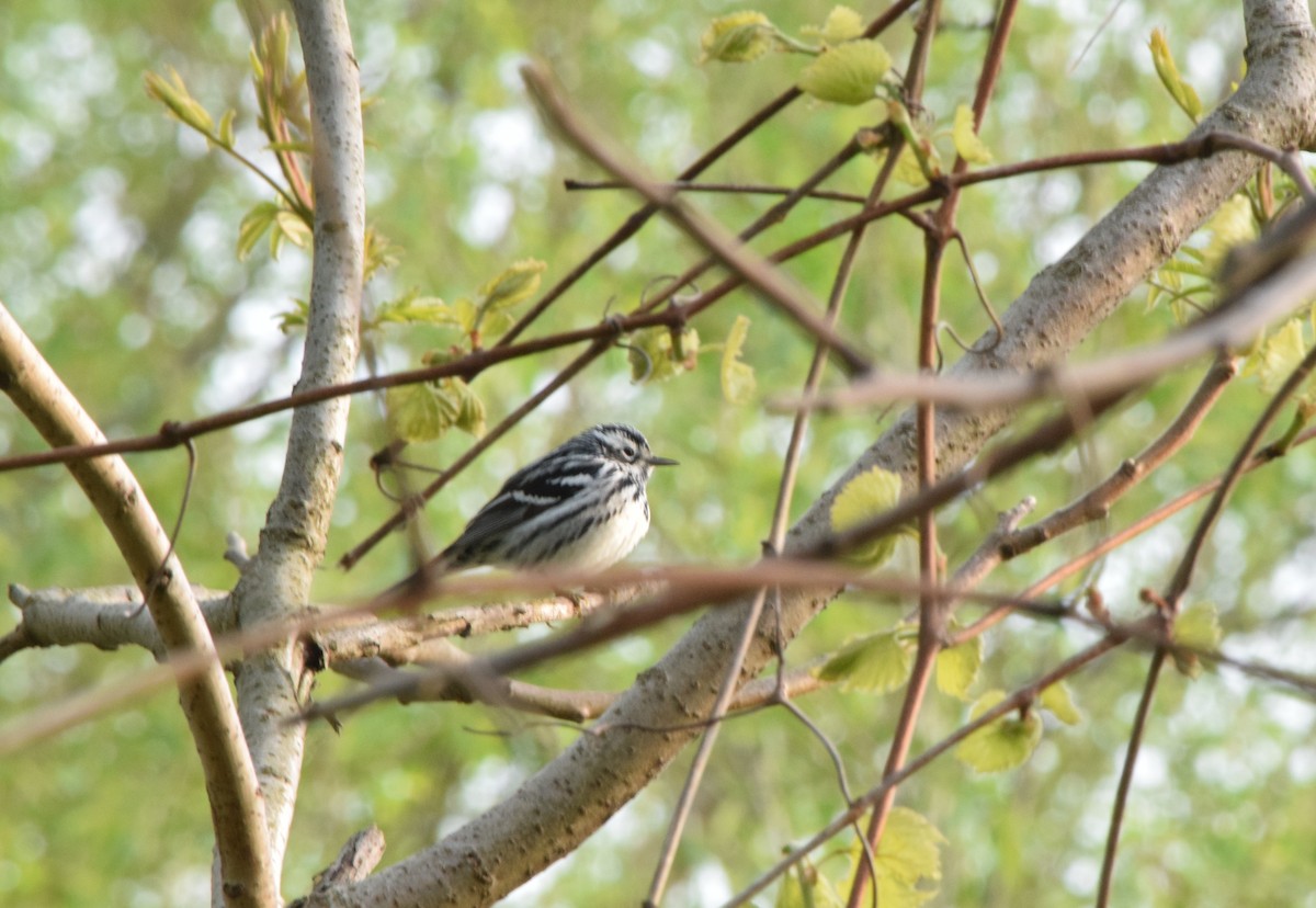 Black-and-white Warbler - ML619231682