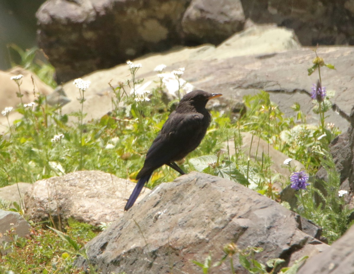 Tibetan Blackbird - ML619231683