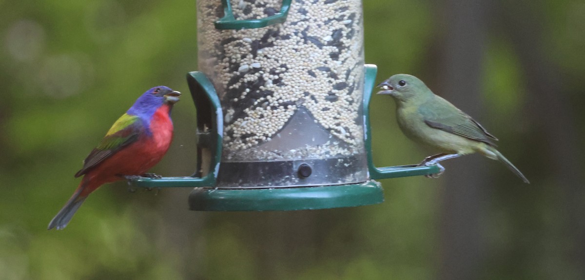 Painted Bunting - ML619231688