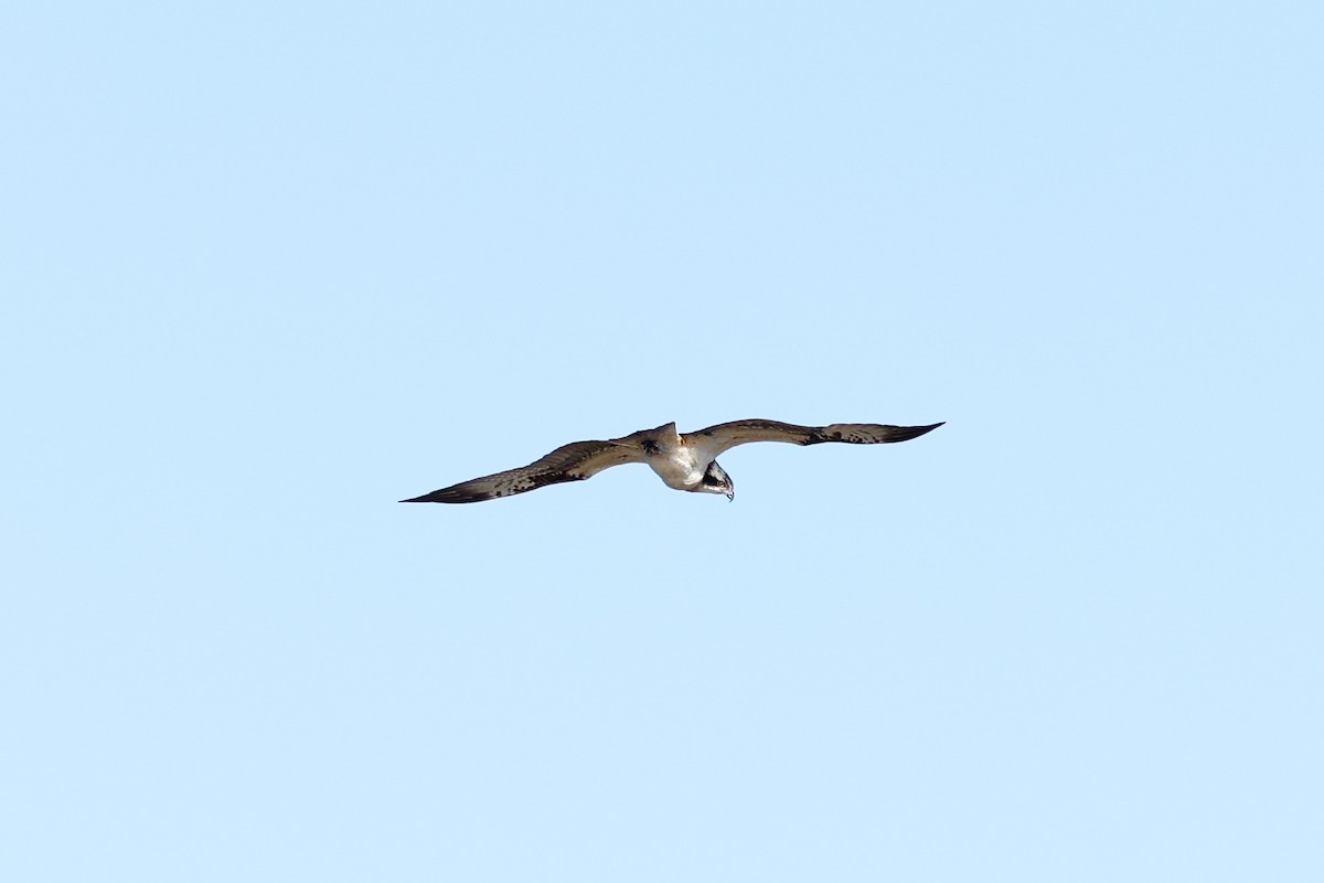 Osprey (haliaetus) - ML619231701