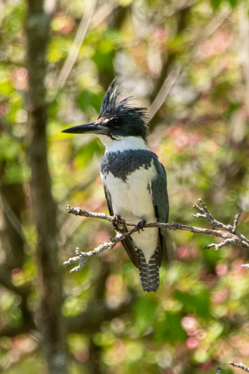 Belted Kingfisher - ML619231709