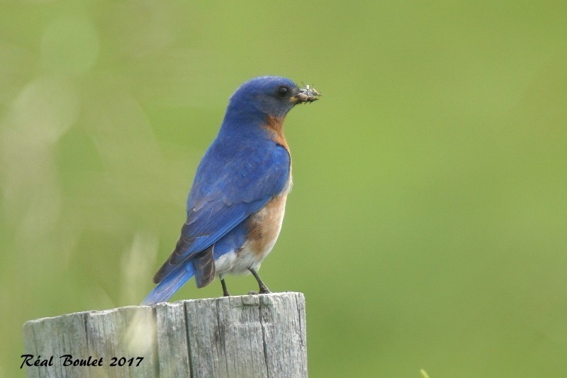 Eastern Bluebird - Réal Boulet 🦆