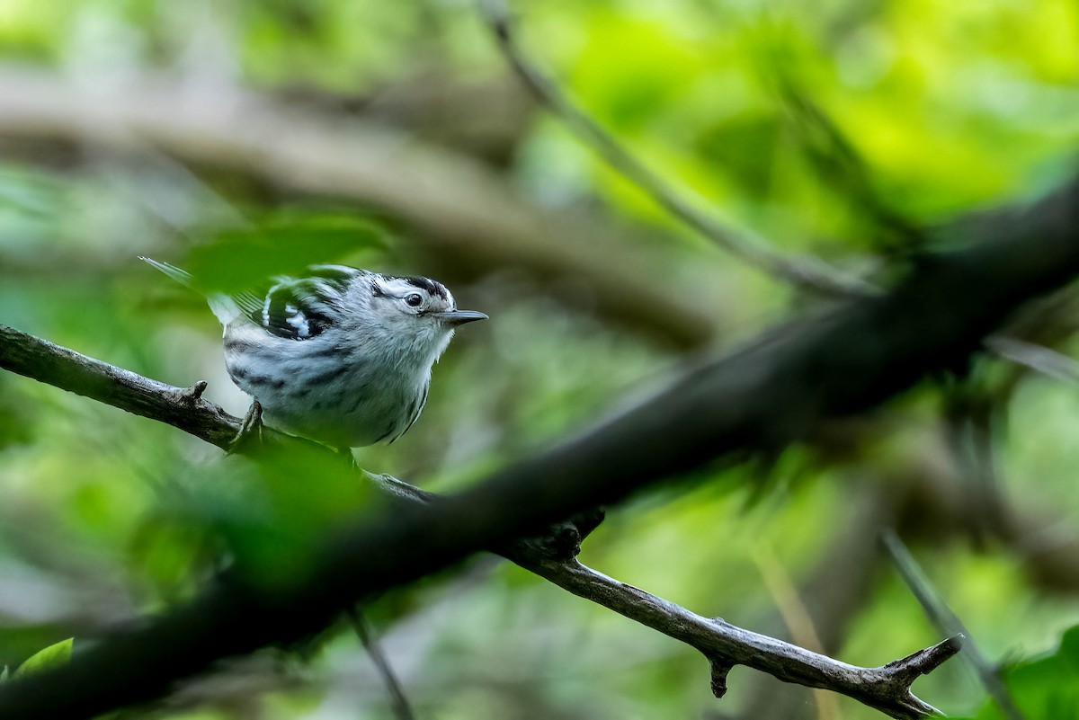 Black-and-white Warbler - ML619231736