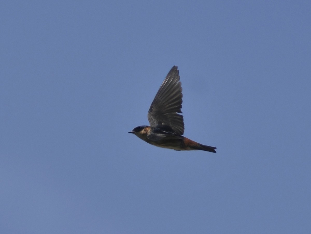 Cave Swallow - ML619231743