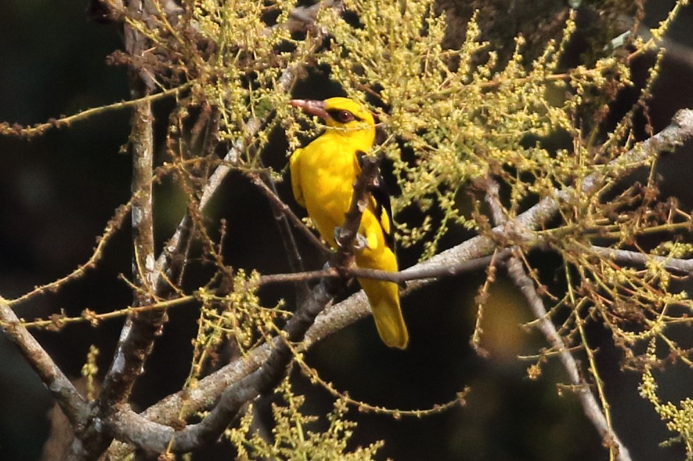 Indian Golden Oriole - ML619231770