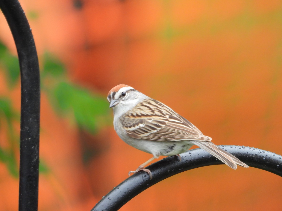 Chipping Sparrow - ML619231798