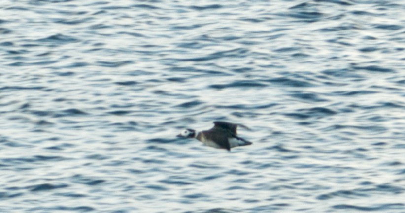 Long-tailed Duck - ML619231901