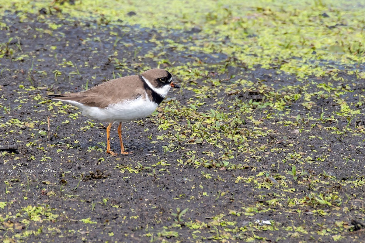 Semipalmated Plover - ML619231905