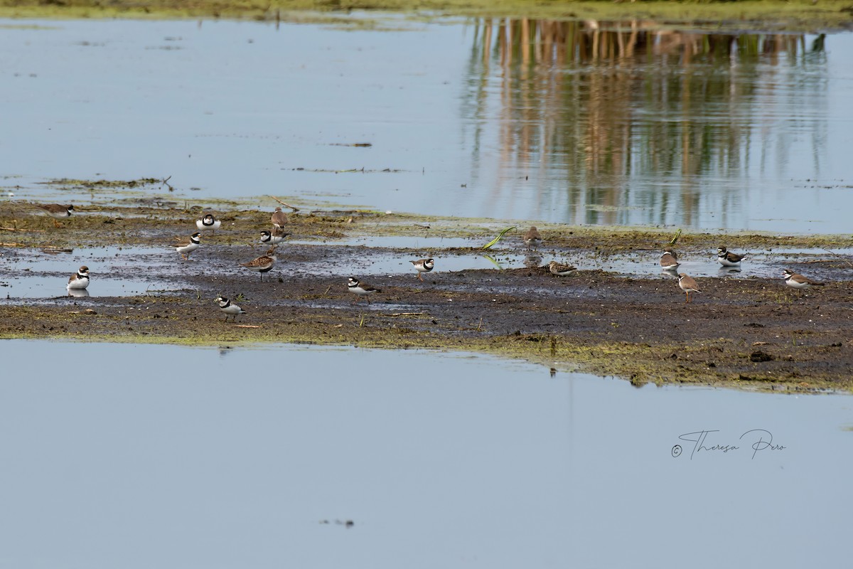 Semipalmated Plover - ML619231910