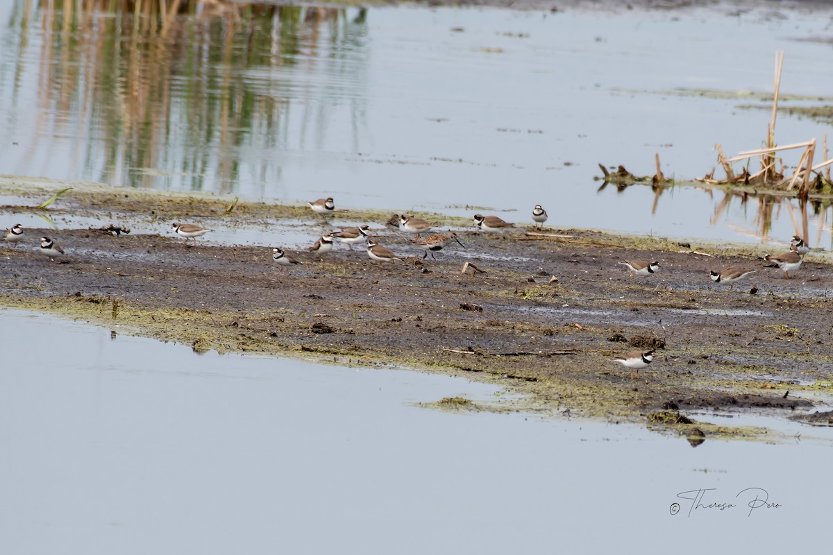 Semipalmated Plover - ML619231928