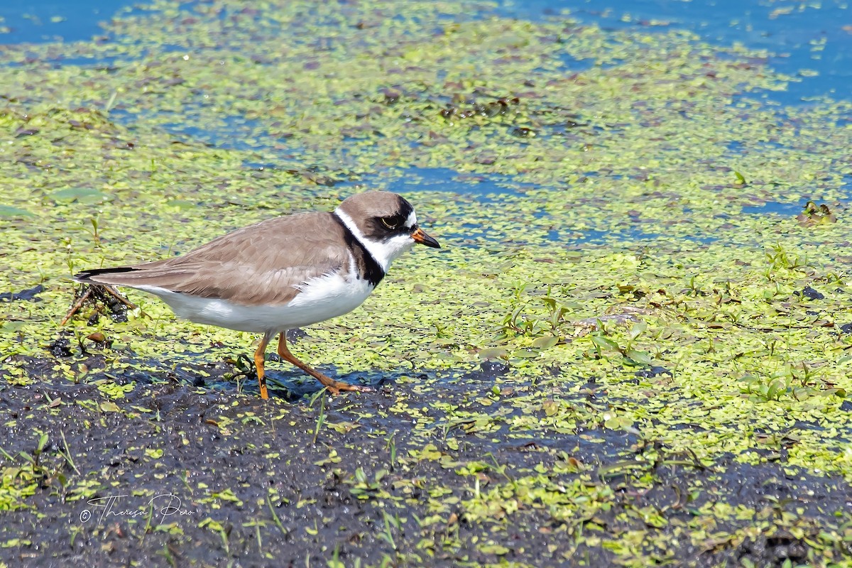 Semipalmated Plover - ML619231937