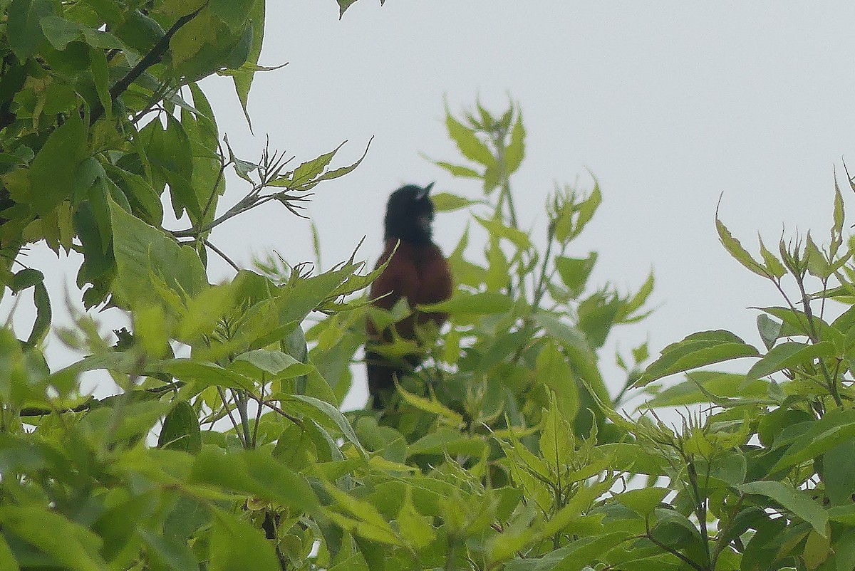Orchard Oriole - ML619231963