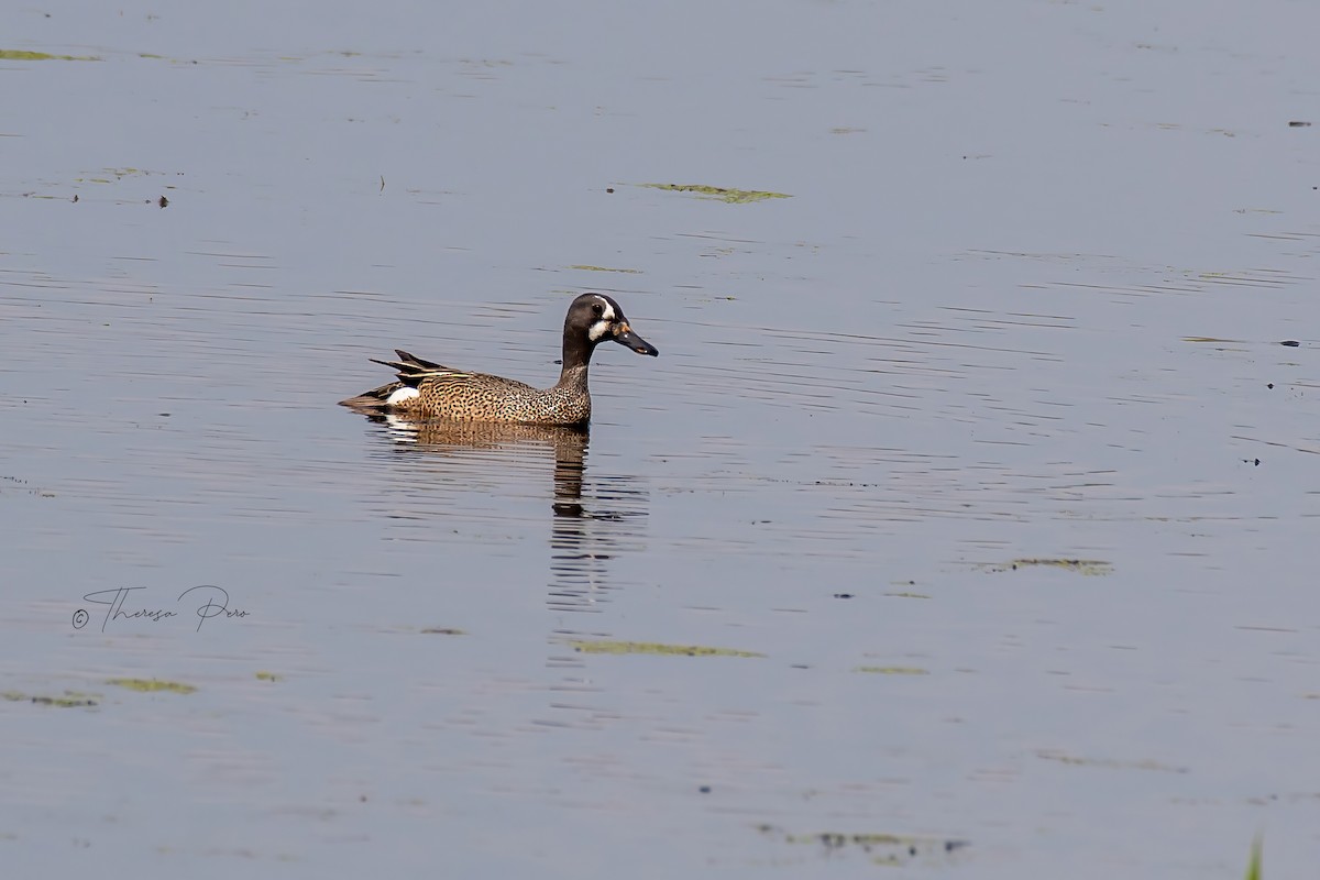Blue-winged Teal - ML619232000