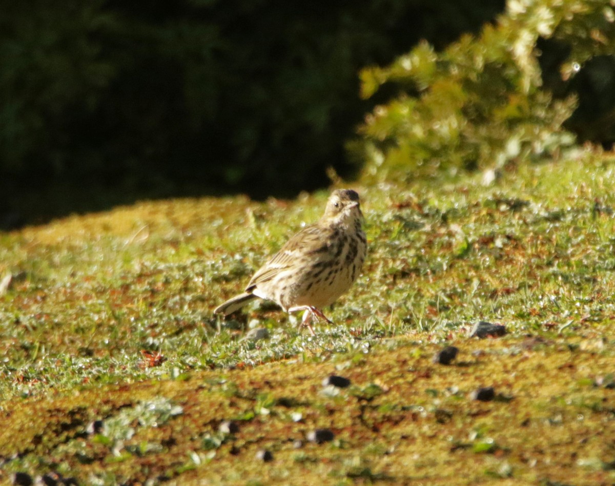 Rosy Pipit - ML619232042