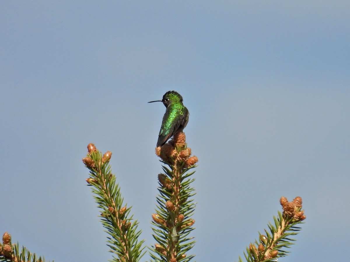 Broad-tailed Hummingbird - ML619232045