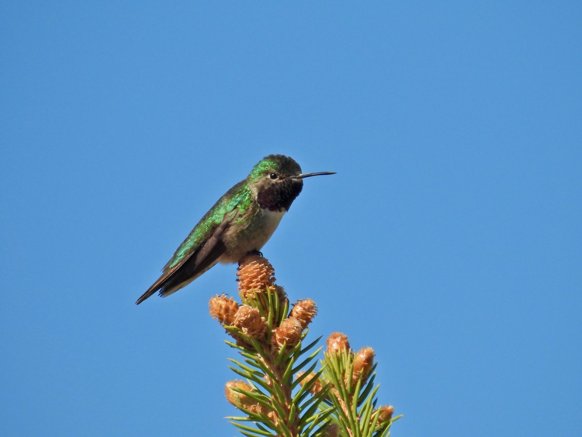 Broad-tailed Hummingbird - ML619232046