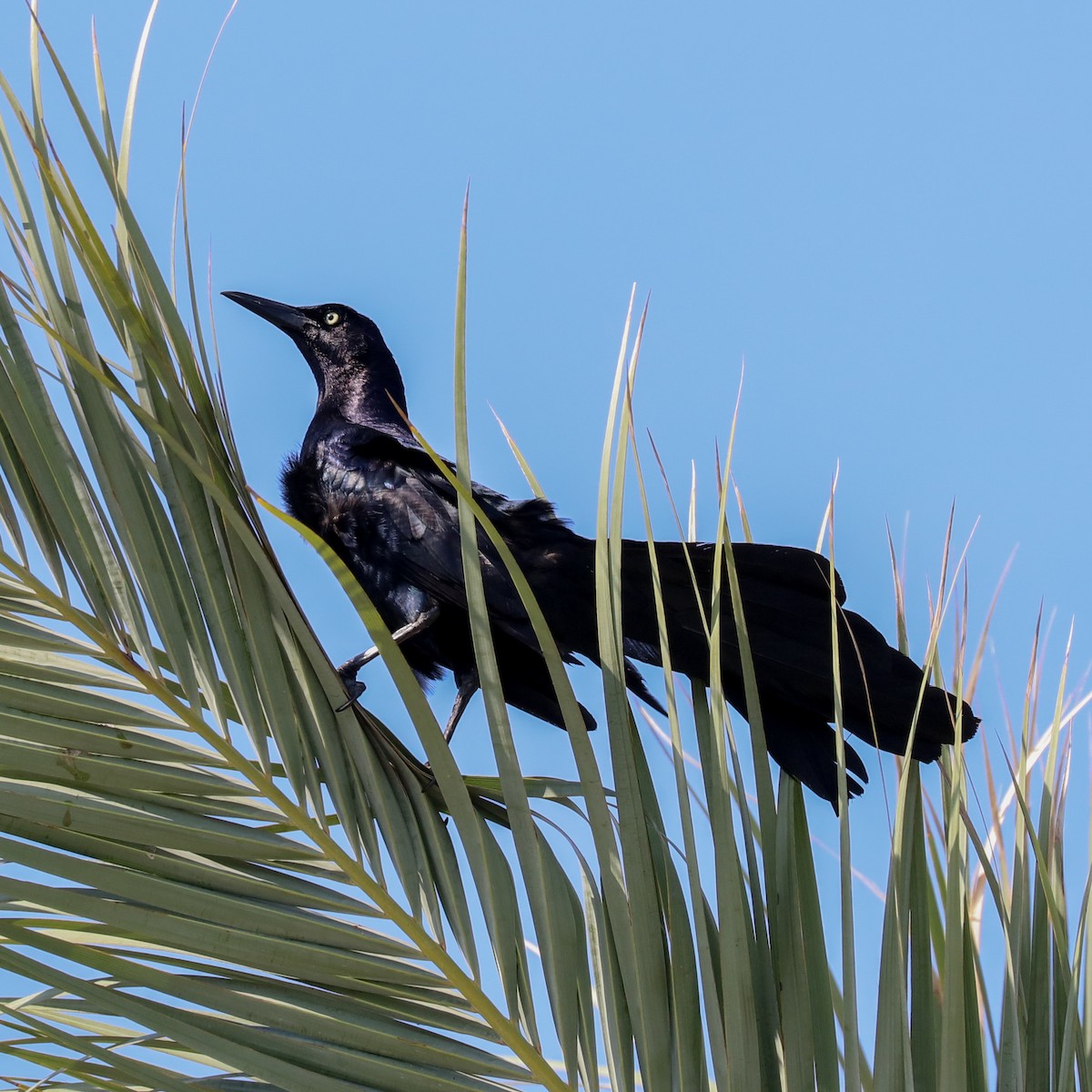 Great-tailed Grackle - ML619232049
