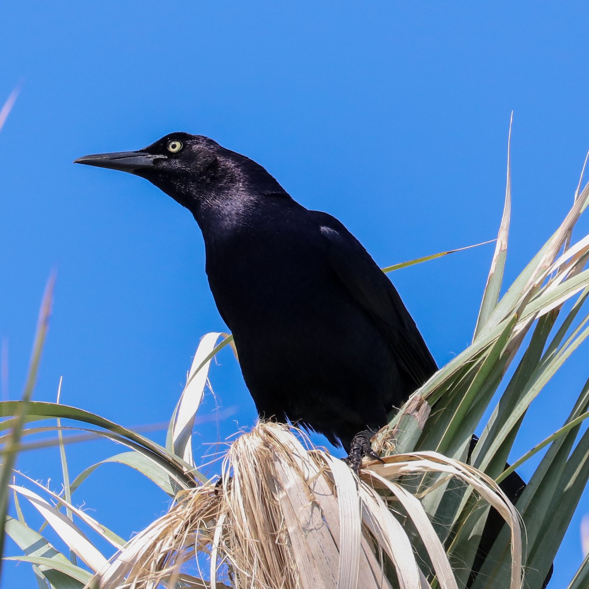 Great-tailed Grackle - ML619232050