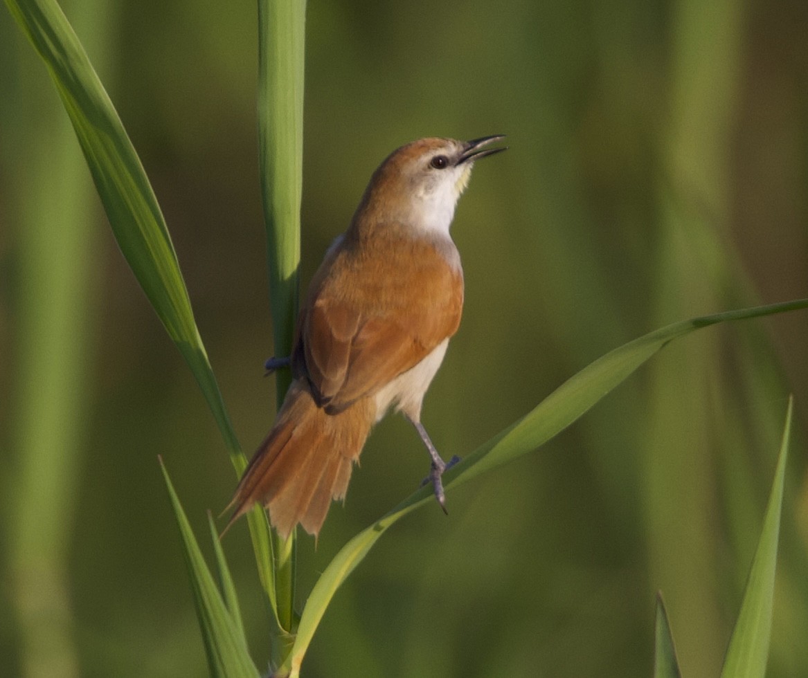 Yellow-chinned Spinetail - ML619232084