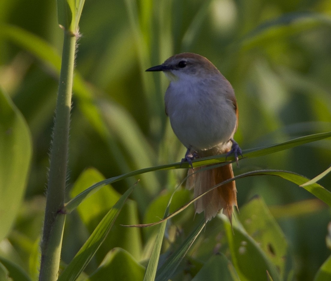 Yellow-chinned Spinetail - ML619232085