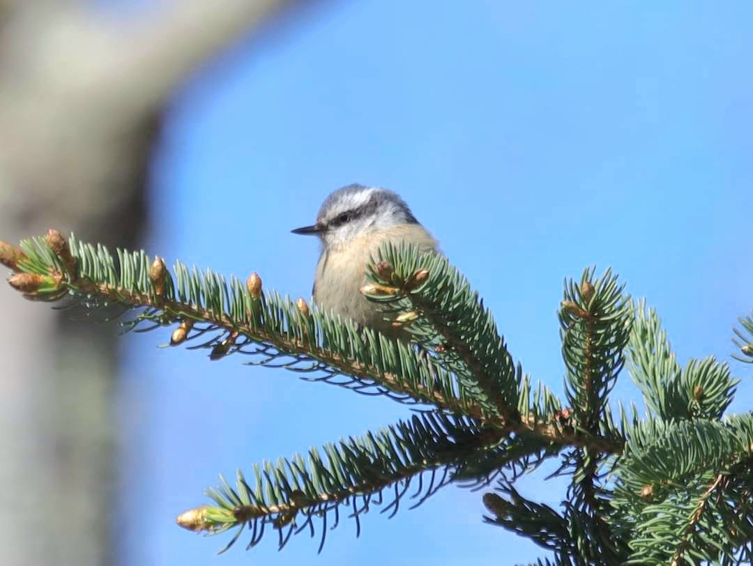 Red-breasted Nuthatch - ML619232179