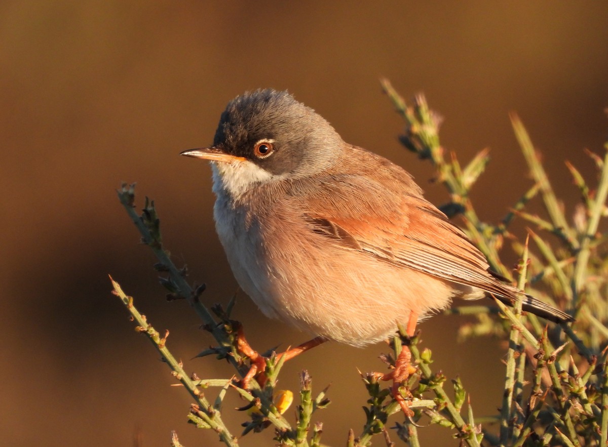 Spectacled Warbler - ML619232182