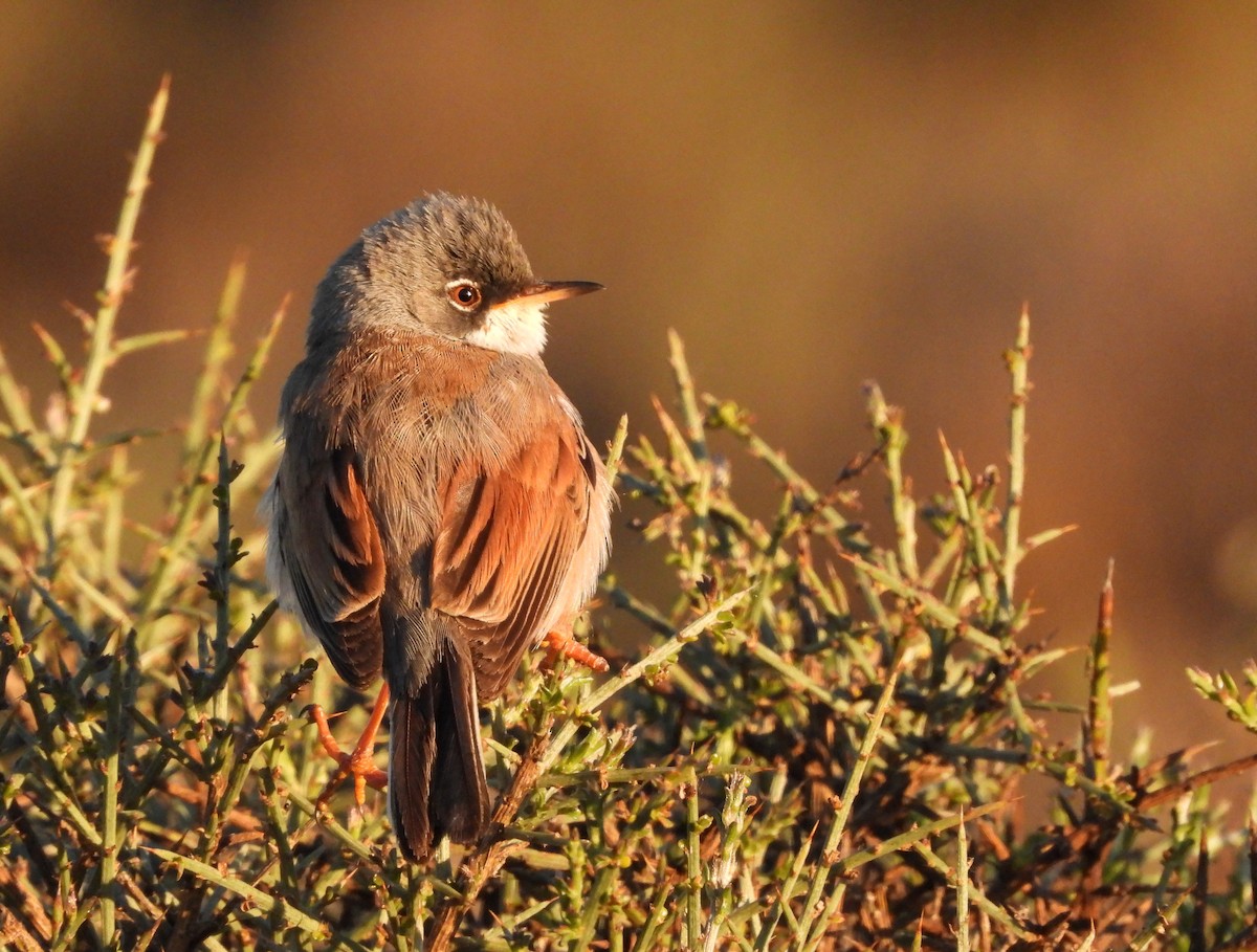 Spectacled Warbler - ML619232183