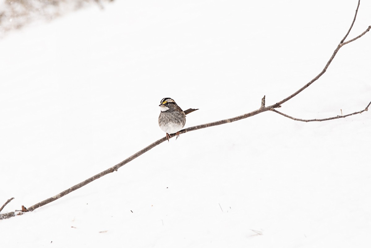 White-throated Sparrow - ML619232190