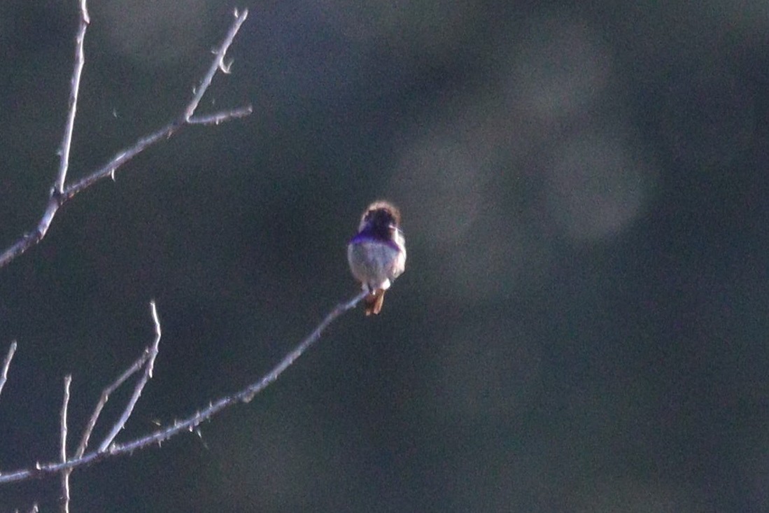 Costa's Hummingbird - ML619232365