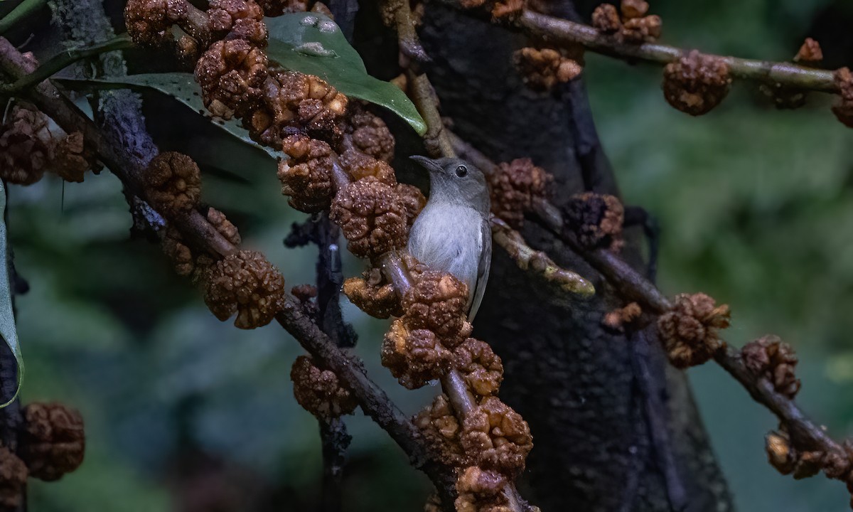 White-bellied Flowerpecker - ML619232369