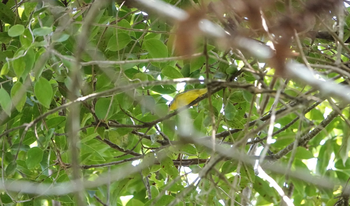 Golden-crowned Warbler - ML619232429