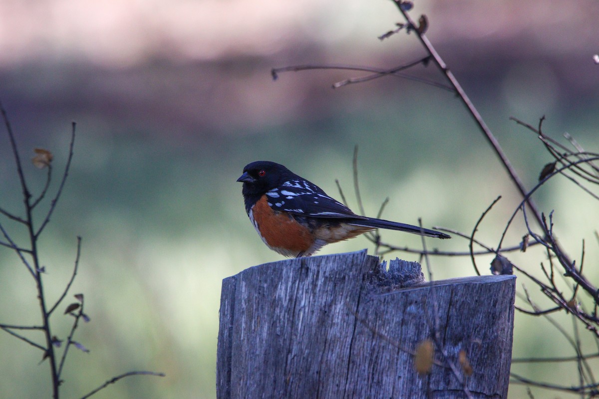 Spotted Towhee - ML619232430