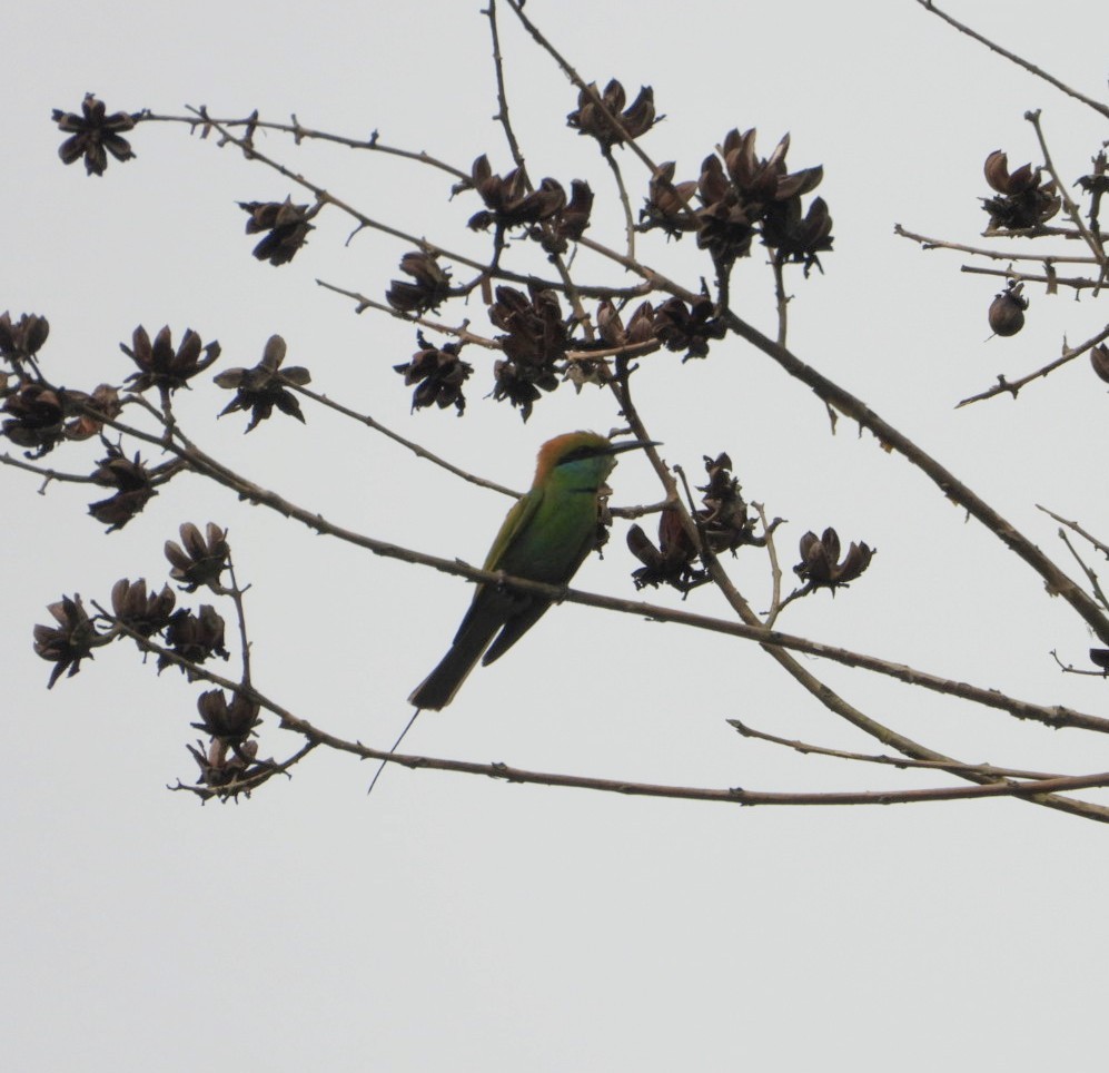 Asian Green Bee-eater - ML619232440