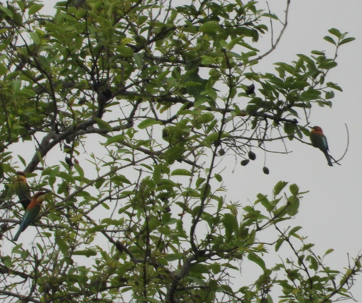 Chestnut-headed Bee-eater - ML619232454
