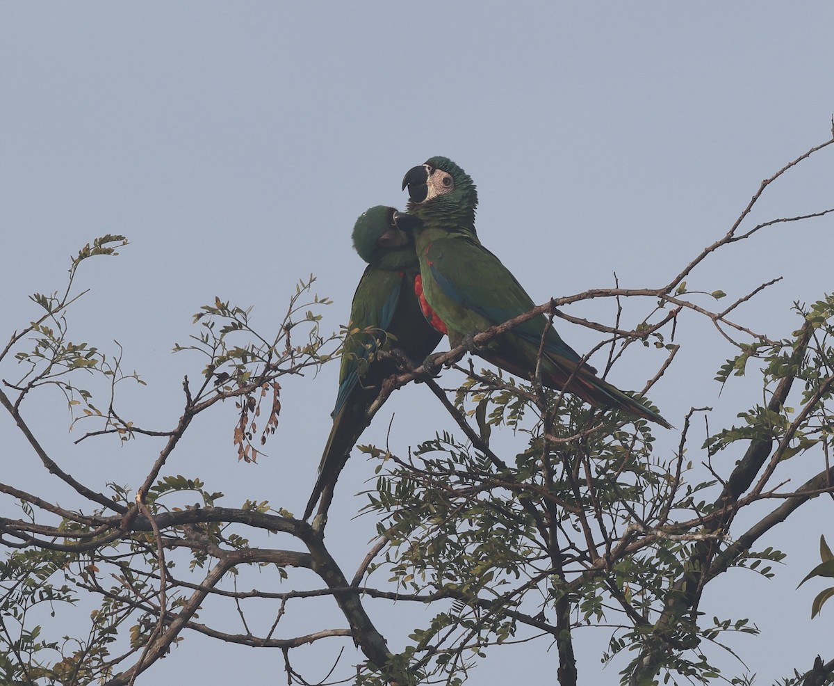 Chestnut-fronted Macaw - ML619232476