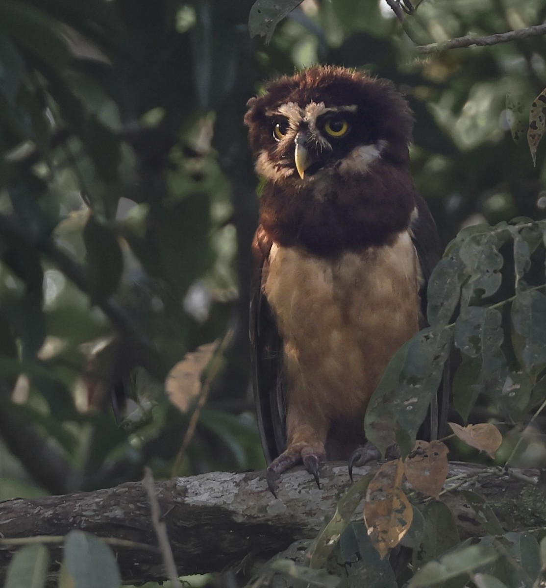 Spectacled Owl - ML619232495