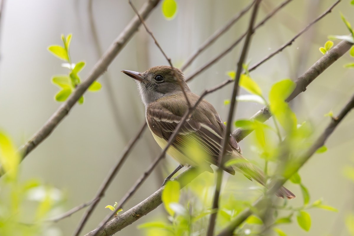 Great Crested Flycatcher - ML619232527