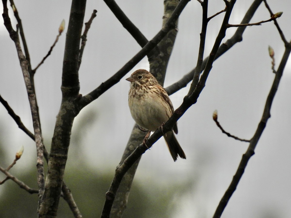 Vesper Sparrow - ML619232546