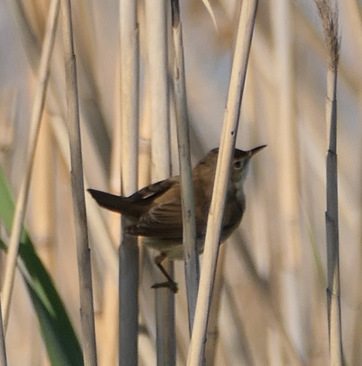 Common Reed Warbler - ML619232551