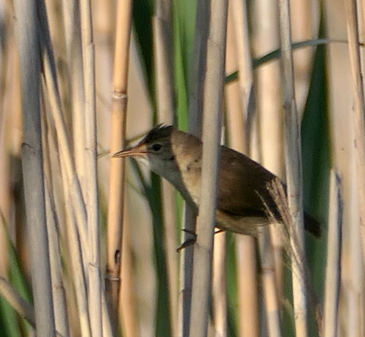 Common Reed Warbler - ML619232552