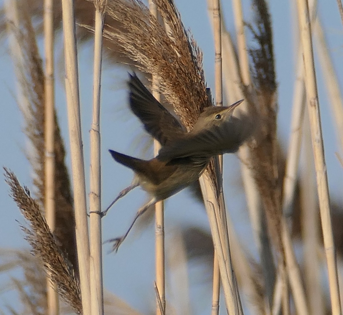 Common Reed Warbler - ML619232554