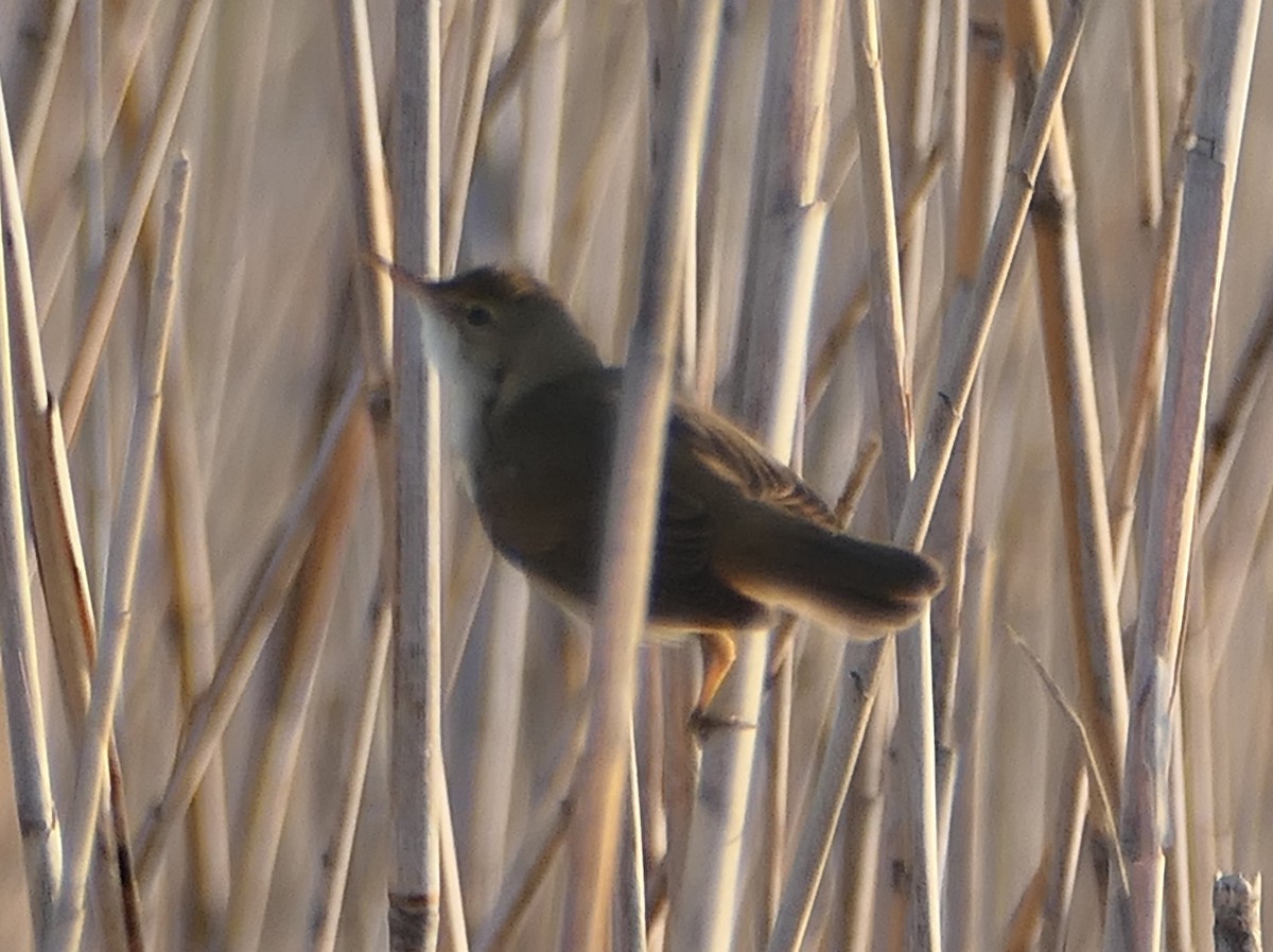 Common Reed Warbler - ML619232555