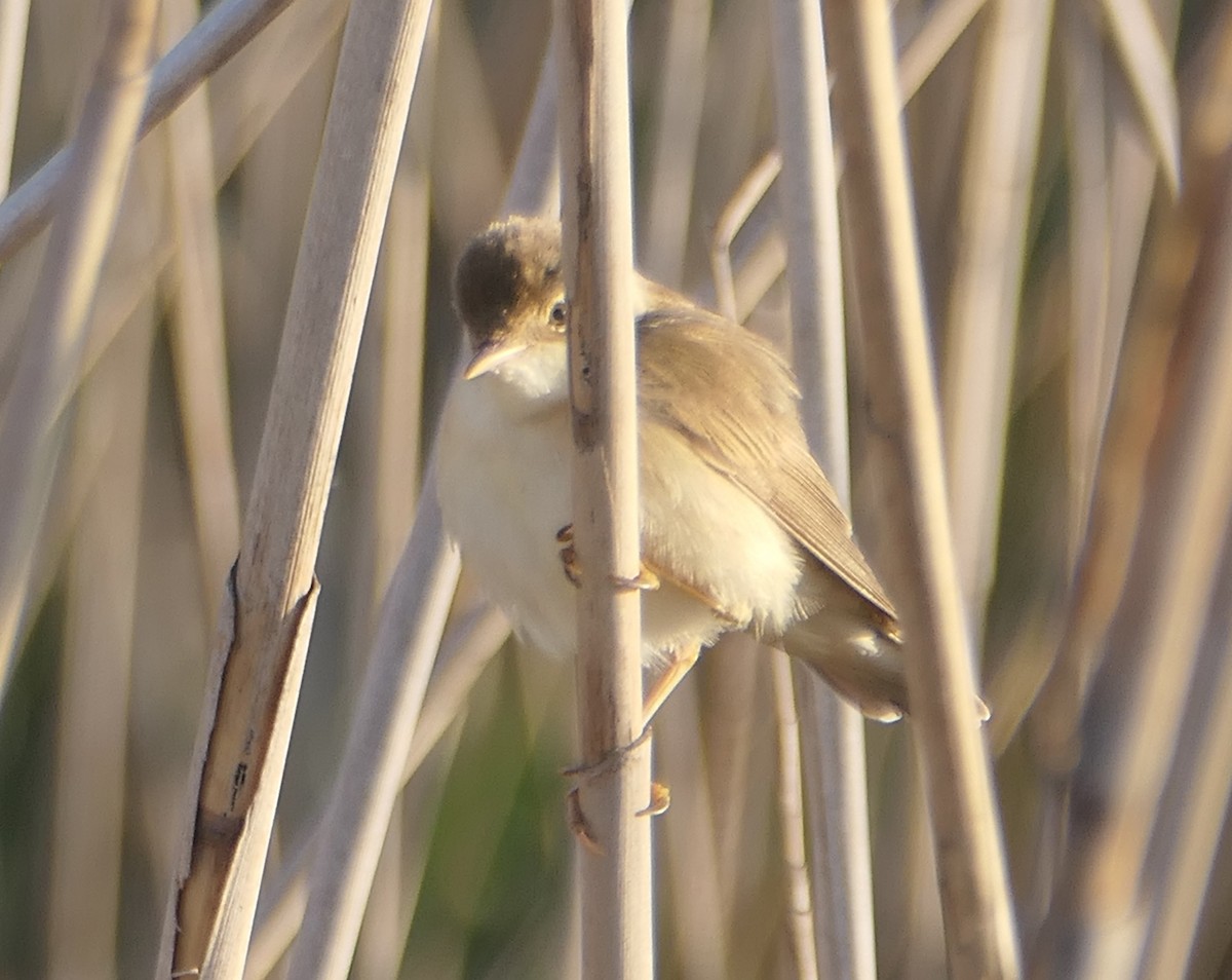 Common Reed Warbler - ML619232556