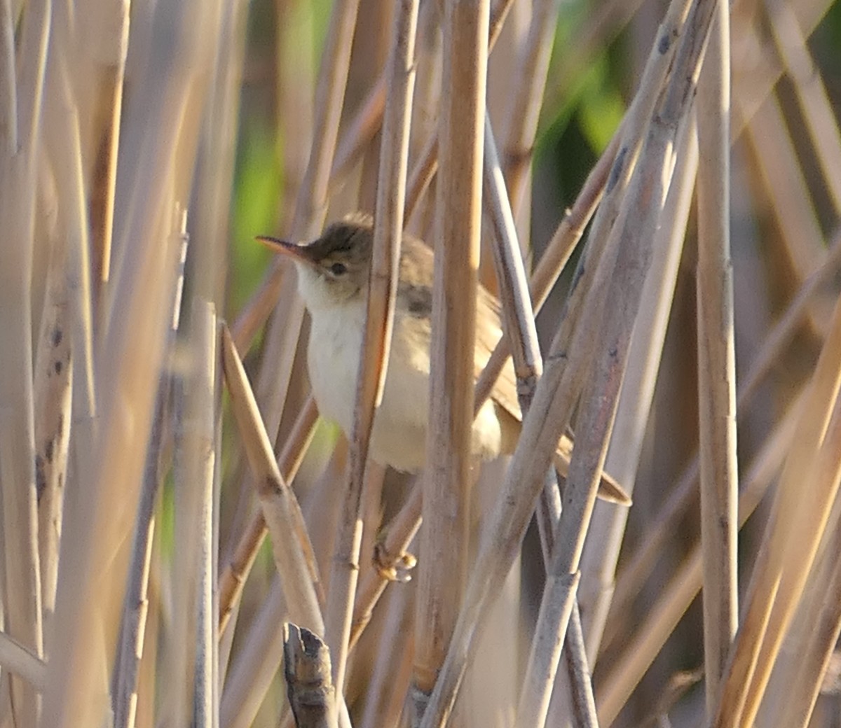 Common Reed Warbler - ML619232557