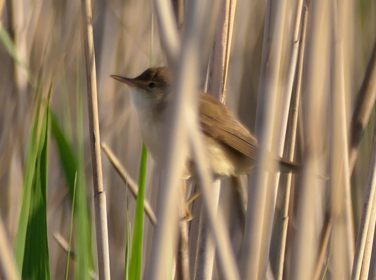 Common Reed Warbler - ML619232558
