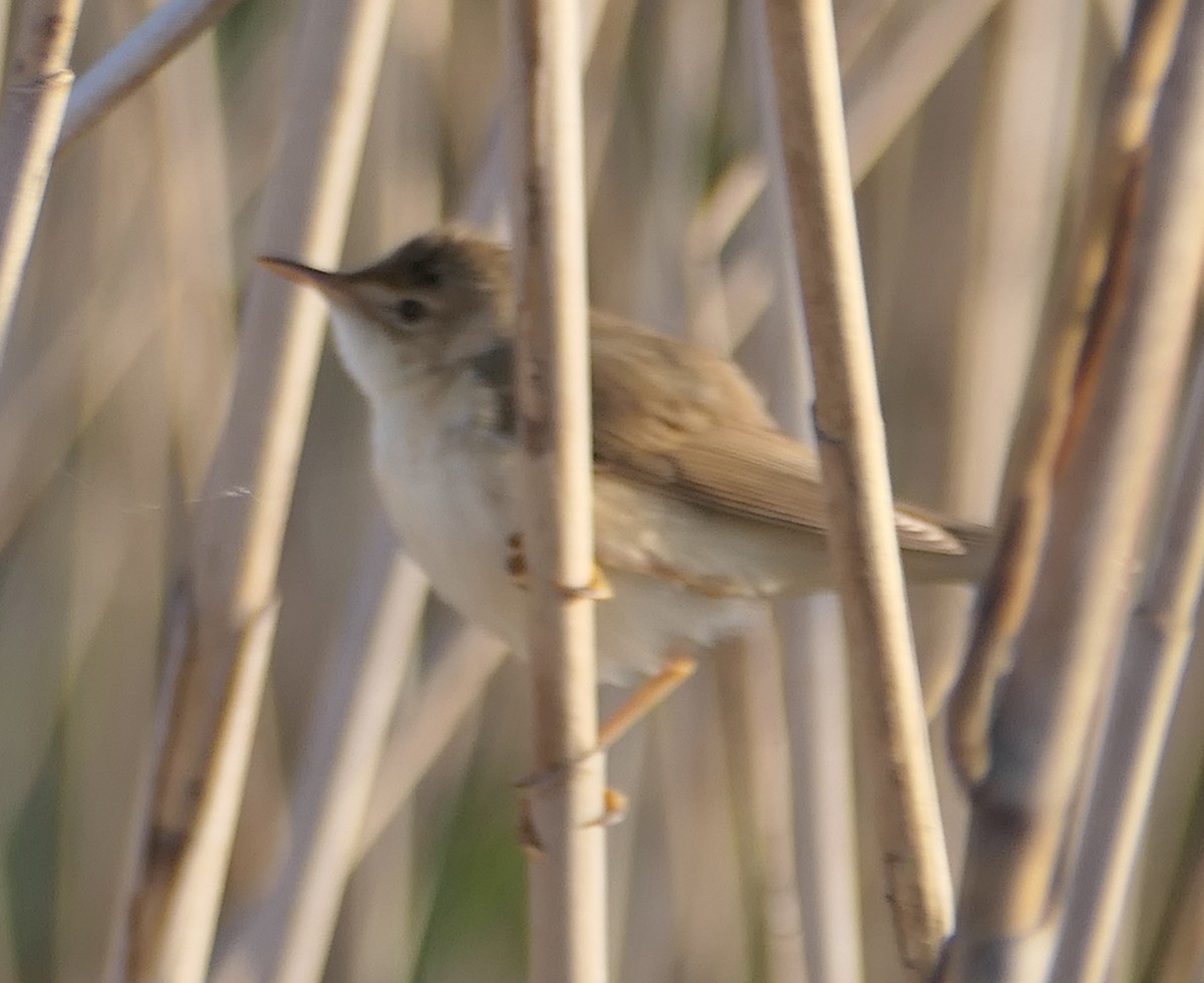 Common Reed Warbler - ML619232559