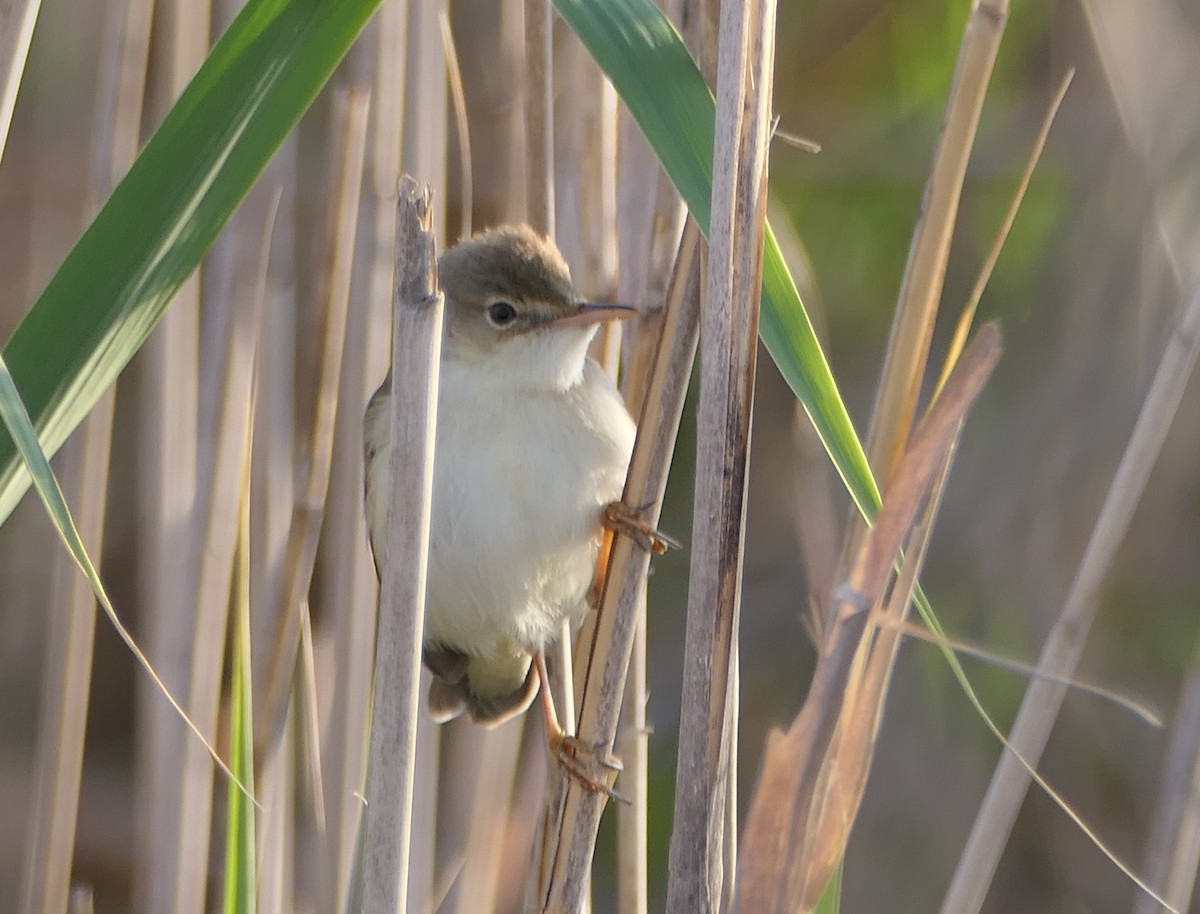 Common Reed Warbler - ML619232560