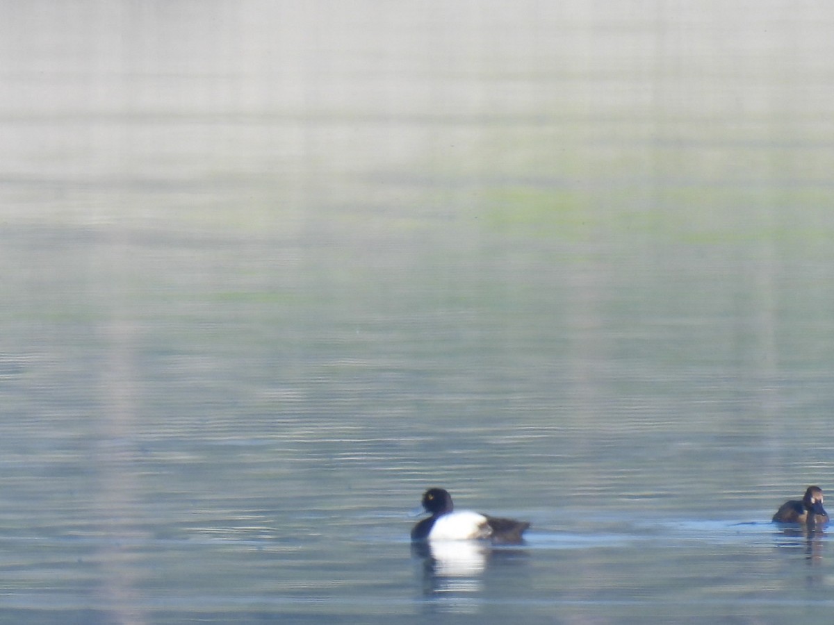Greater Scaup - ML619232607