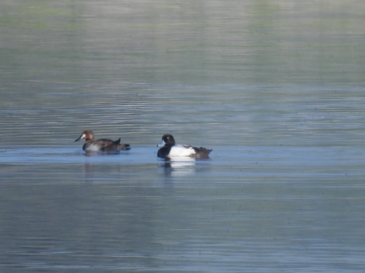 Greater Scaup - ML619232611