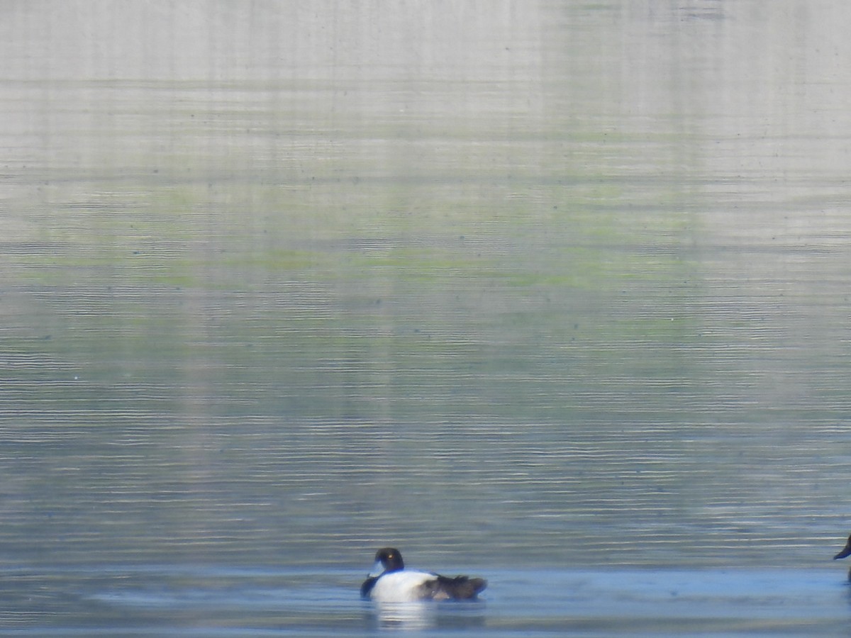 Greater Scaup - ML619232612